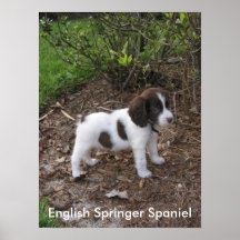 Perro de aguas de saltador inglés posters