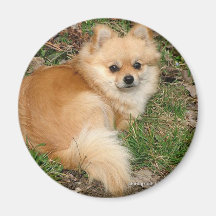 Perro de Kleinspitz del alemán Imanes De Nevera