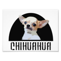 Perro de la chihuahua arte fotografico
