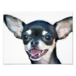 Perro de la chihuahua cojinete