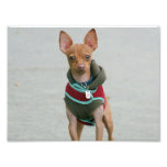 Perro de la chihuahua arte fotografico
