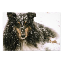 Perro de la nieve del invierno impresiones fotograficas