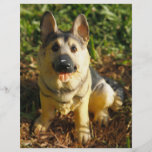 Perro de la porcelana tarjetones