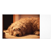 Perro de Labradoodle que parece triste Tarjetas Personales