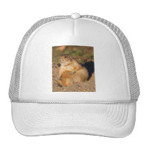 perro de las praderas gorros  