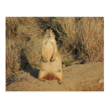 Perro de las praderas postal