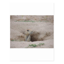 Perro de las praderas tarjetas postales