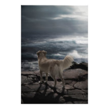 Perro de mar fotografia