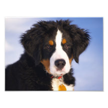 Perro de montaña de Bernese - foto linda del perri
