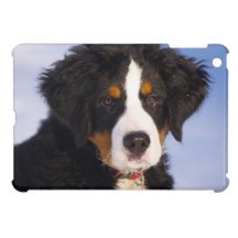Perro de montaña de Bernese - foto linda del perri