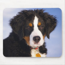 Perro de montaña de Bernese - foto linda del perri Tapete De Raton