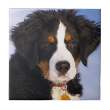 Perro de montaña de Bernese - foto linda del perri Teja Ceramica