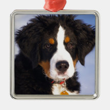Perro de montaña de Bernese - foto linda del perri Ornamento Para Reyes Magos