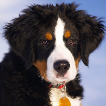 Perro de montaña de Bernese - foto linda del perri Escultura Fotografica
