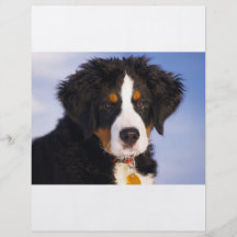 Perro de montaña de Bernese - foto linda del perri Flyer Personalizado