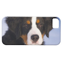 Perro de montaña de Bernese - foto linda del perri iPhone 5 Case-Mate Carcasas