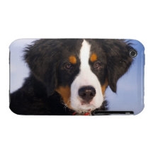 Perro de montaña de Bernese - foto linda del perri iPhone 3 Case-Mate Coberturas