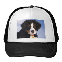 Perro de montaña de Bernese - foto linda del perri Gorros