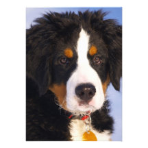Perro de montaña de Bernese - foto linda del perri Comunicados