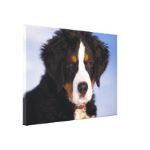 Perro de montaña de Bernese - foto linda del perri Impresion En Lona