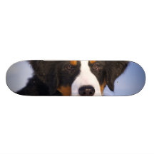 Perro de montaña de Bernese - foto linda del perri Patines