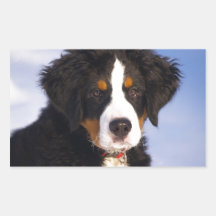 Perro de montaña de Bernese - foto linda del perri Etiquetas
