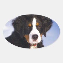 Perro de montaña de Bernese - foto linda del perri Colcomanias Ovaladas