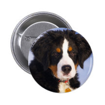 Perro de montaña de Bernese - foto linda del perri Pin