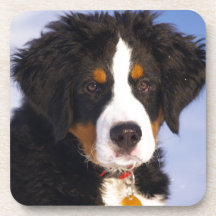 Perro de montaña de Bernese - foto linda del perri Posavasos De Bebida
