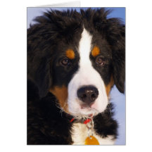 Perro de montaña de Bernese - foto linda del perri Felicitacion