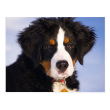 Perro de montaña de Bernese - foto linda del perri Postal