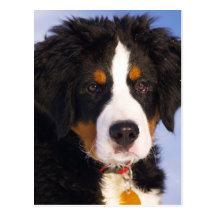 Perro de montaña de Bernese - foto linda del perri Tarjetas Postales