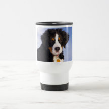 Perro de montaña de Bernese - foto linda del perri Taza