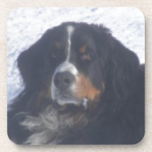 Perro de montaña de Bernese Posavaso