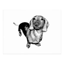 Perro de patas muy cortas blanco y negro de semito postal