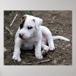 Perro de perrito de PItbull Terrier del americano Impresiones