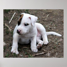 Perro de perrito de PItbull Terrier del americano Impresiones