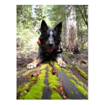 Perro de trabajo máximo en los colmillos de la pro tarjetas postales