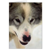 Perro de trineo esquimal felicitacion 