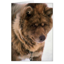Perro de trineo esquimal felicitaciones