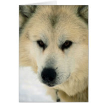 Perro de trineo esquimal tarjeta