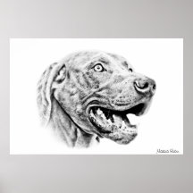 Perro de Weimaraner Poster