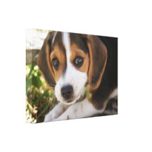 Perro del bebé del beagle impresión en lona