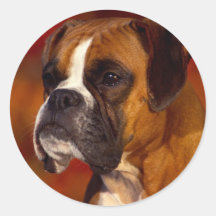 Perro del boxeador etiquetas redondas