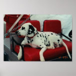 Perro del brote posters