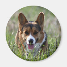 Perro del Corgi Imán De Frigorifico
