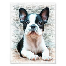 Perro del dogo francés fotografía  