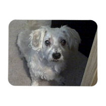 Perro del RASGÓN imanes