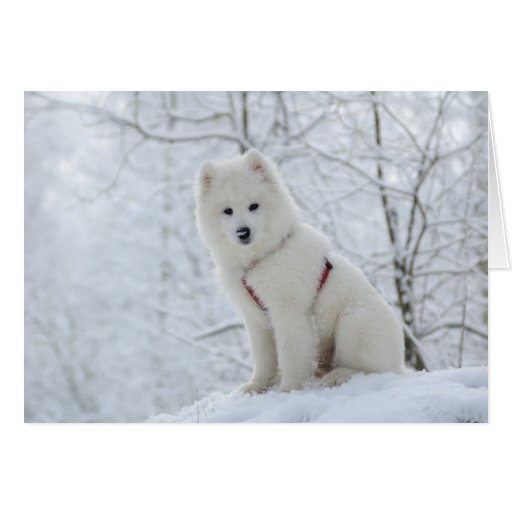 Perro del samoyedo tarjeton