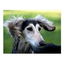 Perro del viento postales